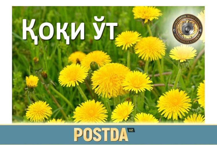 Қоди ўт
