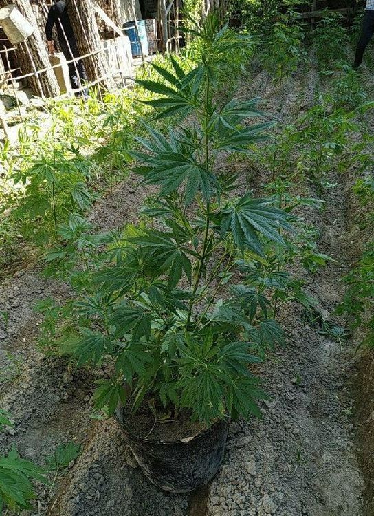 Tomorqadagi «kannabis»